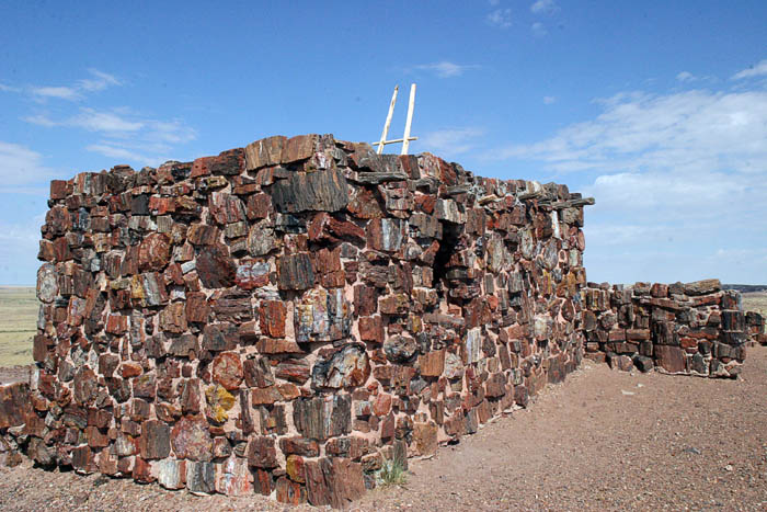 Petrified forest 4
